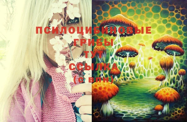 хмурый Осинники